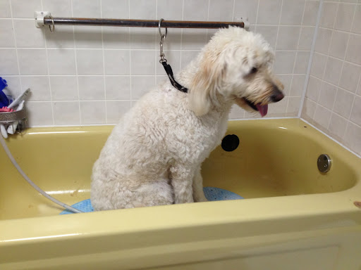 Pet Groomer «Ufuri Pet Salon», reviews and photos, 235 Huron Ave, Port Huron, MI 48060, USA