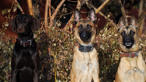 Triumphant Canine