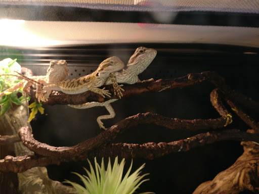 Pet Supply Store «PetSmart», reviews and photos, 1705 Mall of Georgia Blvd, Buford, GA 30519, USA