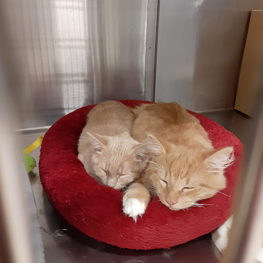 Pet Supply Store «PetSmart», reviews and photos, 3450 N Morrison Rd, Muncie, IN 47304, USA