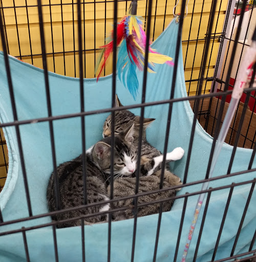 Pet Supply Store «Pet Supplies Plus», reviews and photos, 1377 N 21st St, Newark, OH 43055, USA