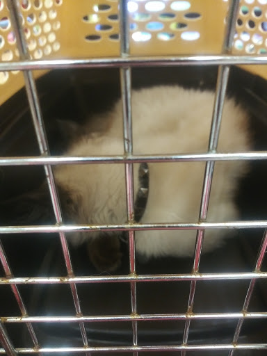 Pet Supply Store «Petco Animal Supplies», reviews and photos, 4209 Wheaton Way, Bremerton, WA 98310, USA