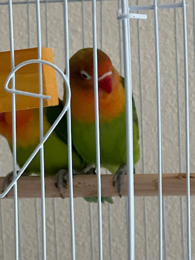 Pet Store «Louis Birds Pets & Supplies», reviews and photos, 80 Keyes St, San Jose, CA 95122, USA