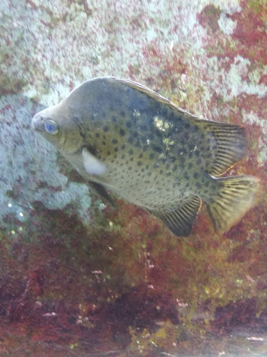 Tourist Attraction «IMAG History & Science Center (formerly Imaginarium Science Center)», reviews and photos, 2000 Cranford Ave, Fort Myers, FL 33916, USA