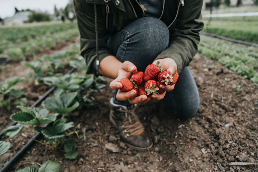 Community garden Salem