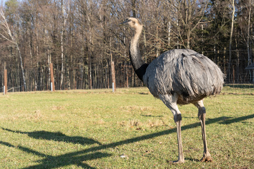 Höckendorfer Heide e.V. Zoo unter Klingenberg, 