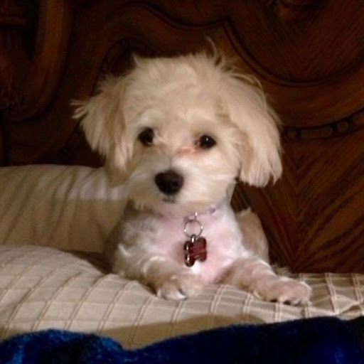 Tattoo Shop «Speakeasy Custom Tattoo», reviews and photos, 1935 1/2 W North Ave, Chicago, IL 60622, USA