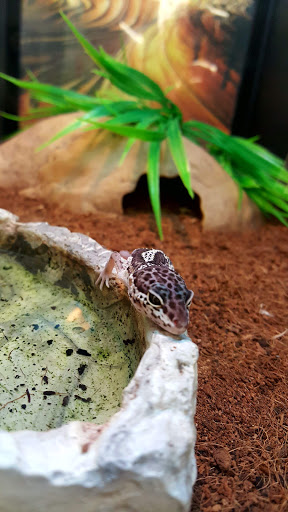 Pet Supply Store «Pet Supplies Plus», reviews and photos, 7467 St Andrews Rd, Irmo, SC 29063, USA