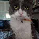 Photo n° 2 de l'avis de anne-sophie.e fait le 26/07/2022 à 16:22 pour Clinique vétérinaire Oncovet à Villeneuve-d'Ascq