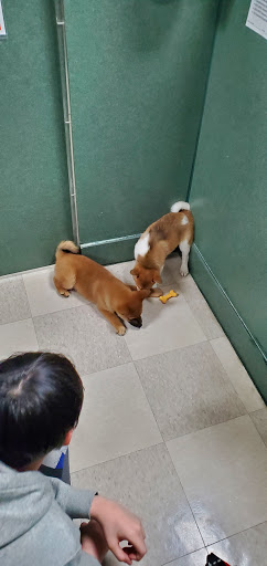 Pet Store «Petland», reviews and photos, 7030 Bandera Rd, San Antonio, TX 78238, USA