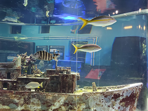 Tourist Attraction «IMAG History & Science Center (formerly Imaginarium Science Center)», reviews and photos, 2000 Cranford Ave, Fort Myers, FL 33916, USA