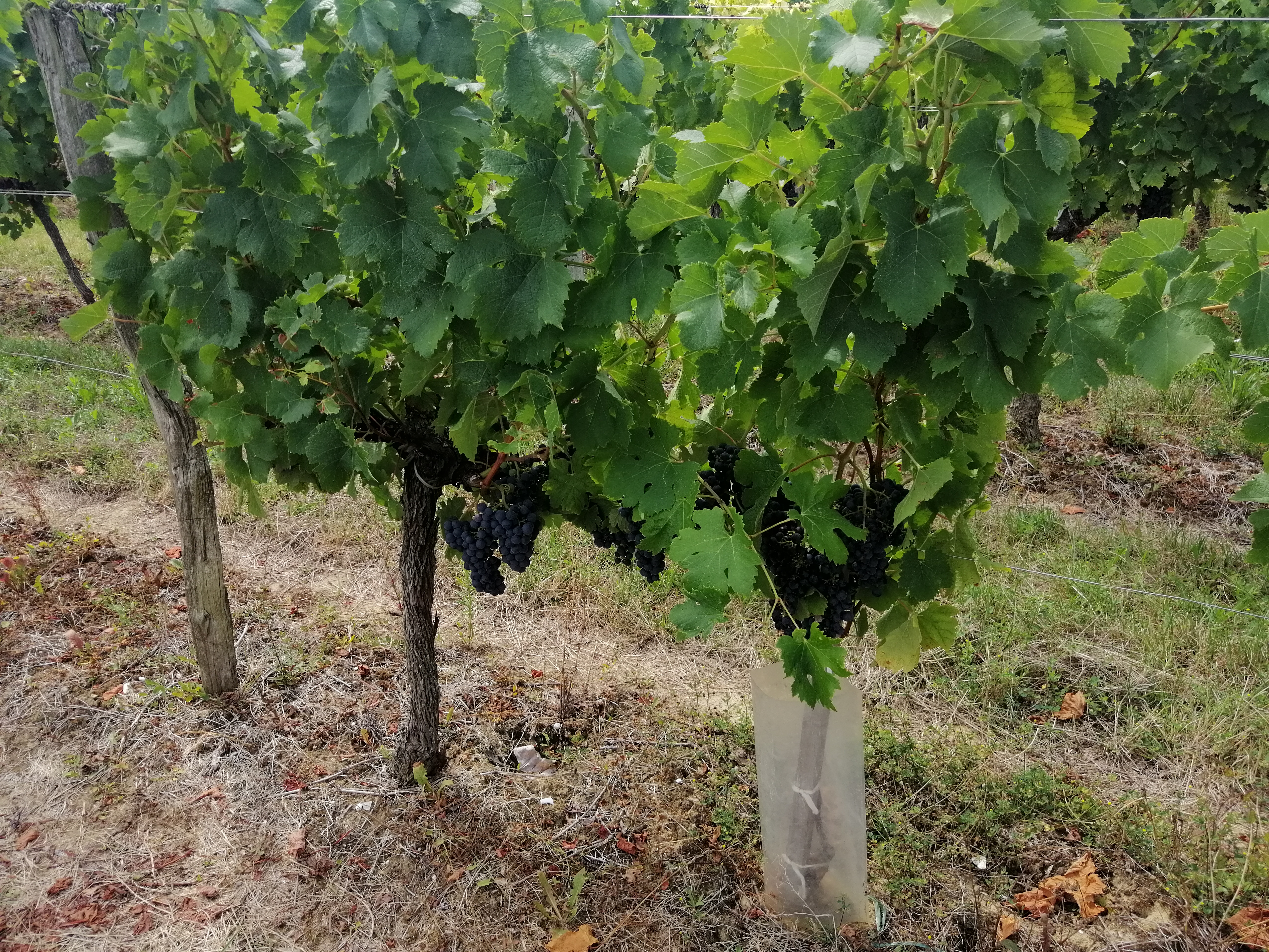 Photo n° 2 de l'avis de Patrick.H fait le 13/08/2019 à 17:55