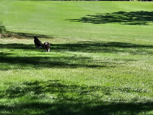 Public Golf Course «St Joe Valley Golf Club», reviews and photos, 24953 M-86, Sturgis, MI 49091, USA