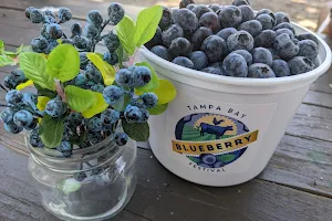 Tampa Bay Blueberry Festival image