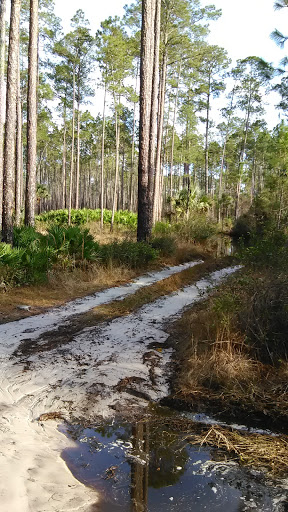 National Forest «Ocala National Forest», reviews and photos, 40929 FL-19, Umatilla, FL 32784, USA