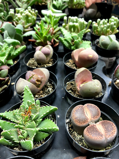 Stores to buy artificial plants Nashville