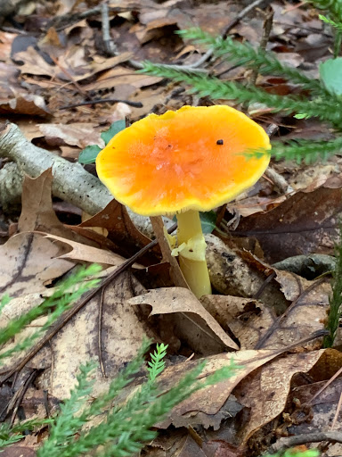 Park «Garfield Park», reviews and photos, Garfield St, Lexington, MA 02421, USA