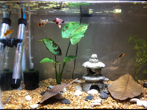 Pet Supply Store «Petco Animal Supplies», reviews and photos, 860 Broadway, New York, NY 10003, USA