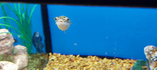 Pet Supply Store «Petco Animal Supplies», reviews and photos, 12014 SW 88th St, Miami, FL 33186, USA