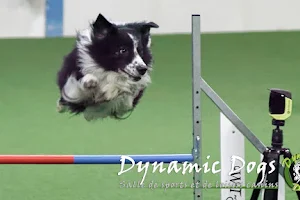 Dynamic Dogs image