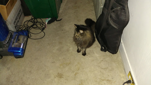 Pet Store «12th & Spring Pet Shop», reviews and photos, 1000 N 12th St, Reading, PA 19604, USA