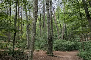 Wilson Mountain Reservation image