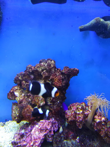 Pet Supply Store «Petco Animal Supplies», reviews and photos, 2714 Mountaineer Blvd, Charleston, WV 25309, USA