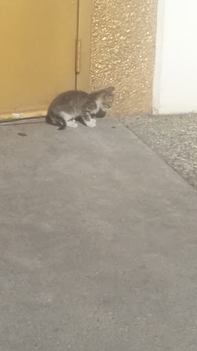 Dollar Store «Dollar Tree», reviews and photos, 1460 Bridge St, Yuba City, CA 95993, USA