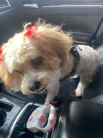 Anna's Pet Grooming - Photo 7 - Car repair in Norwalk, CA, Downey