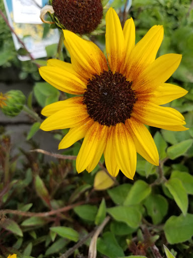 Garden Center «Blooms at Belle Mead», reviews and photos, 1980 US-206, Belle Mead, NJ 08502, USA