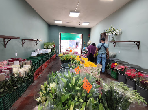 Bodega de Flores Priska – Morelia