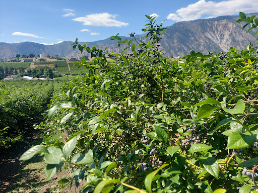 Family Restaurant «Blueberry Hills Farm», reviews and photos, 1315 Washington St, Manson, WA 98831, USA