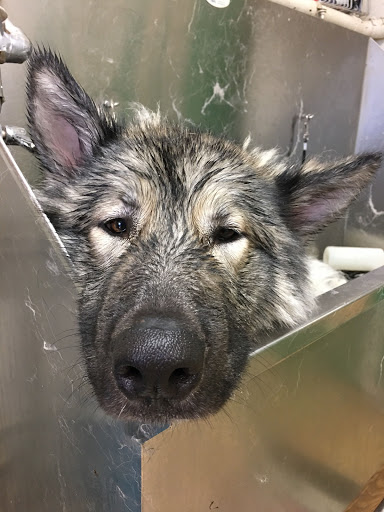 Pet Groomer «Soggy Dog Grooming And Pet Supplies», reviews and photos, 344 E 4th St, Long Beach, CA 90802, USA