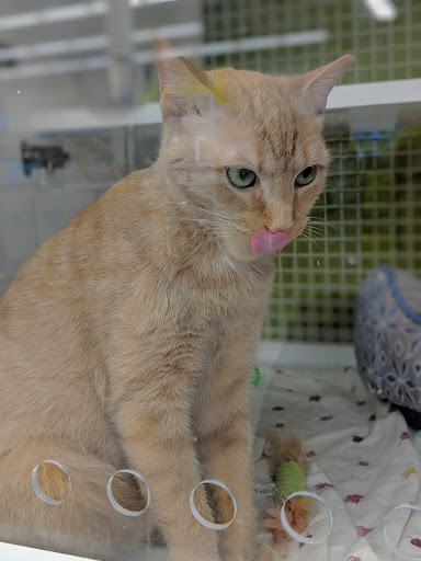 Pet Supply Store «Petco Animal Supplies», reviews and photos, 1574 N Dupont Hwy #300, Dover, DE 19901, USA