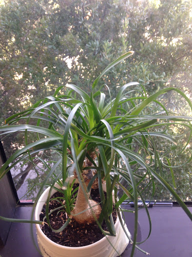 Bowling Alley «Bowlounge», reviews and photos, 167 Turtle Creek Blvd #103, Dallas, TX 75207, USA