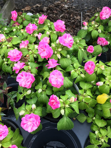 Florist «TG Designs», reviews and photos, 19231 Longmeadow Rd, Hagerstown, MD 21742, USA