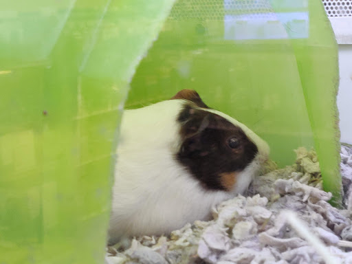 Pet Supply Store «Petco Animal Supplies», reviews and photos, 4139 US Hwy 98 N, Lakeland, FL 33809, USA