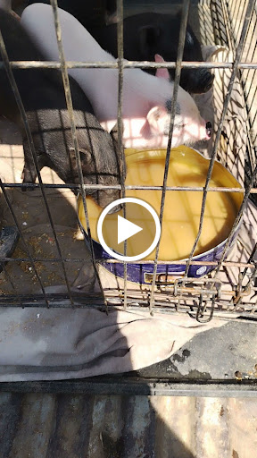 Animal Feed Store «Whittier Feed Store», reviews and photos, 12618 Penn St, Whittier, CA 90602, USA