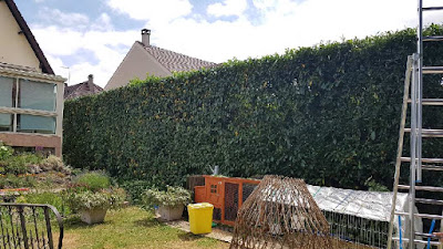 PRUNIER ELAGAGE ( élagage, abattage, jardinier , paysagiste , Limours , Gif Sur Yvette , Chevreuse 91/ 92/ 93 /94 /78 à Limours