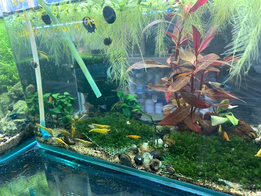 Pet Supply Store «Lotus Aquarium», reviews and photos, 14704 Hawthorne Blvd, Lawndale, CA 90260, USA