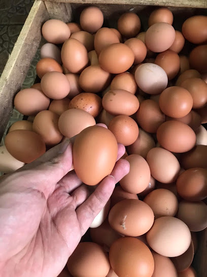 AGEN TELUR TAWAKAL - Distributor Murah Telor Ayam Negeri Super