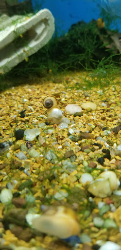 Pet Supply Store «Tropical World Pets», reviews and photos, 8444 Watson Rd, Webster Groves, MO 63119, USA