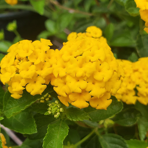 Plant Nursery «HOUSTON PLANTS & GARDEN WORLD», reviews and photos, 16726 North Fwy, Houston, TX 77090, USA