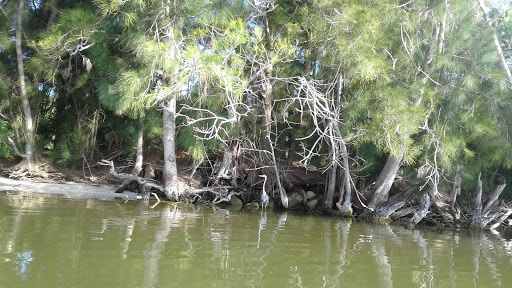 Nature Preserve «Scottsmoor Flatwoods Sanctuary East», reviews and photos, 6000 Magoon Ave, Mims, FL 32754, USA