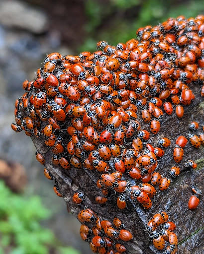 Uvas Canyon County Park image