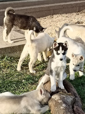 Elevage des Douguy Dogs-Husky de Sibérie à Saint-Saire