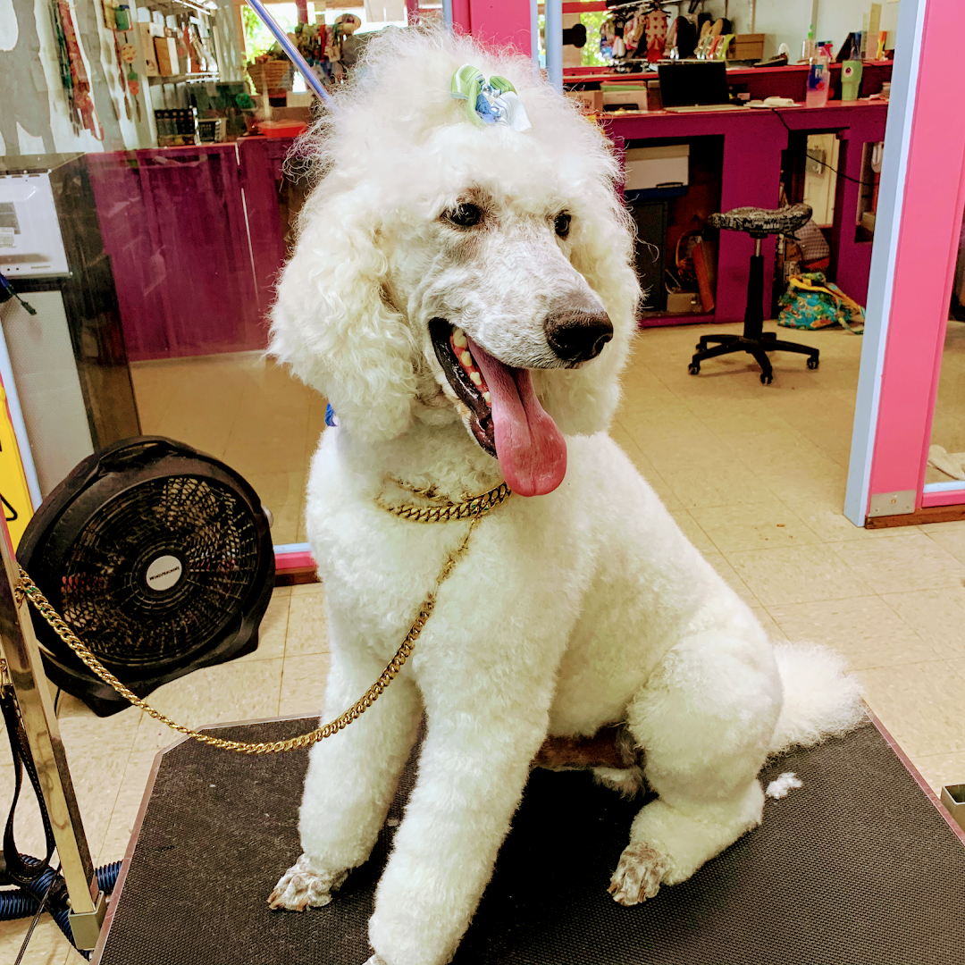 Paradise Pet Salon