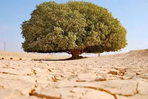 Tree of Al Buqayawiyya (The Blessed Tree) image
