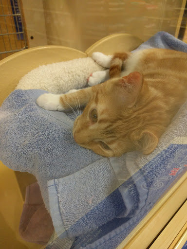 Pet Supply Store «PetSmart», reviews and photos, 971 Norland Ave, Chambersburg, PA 17201, USA