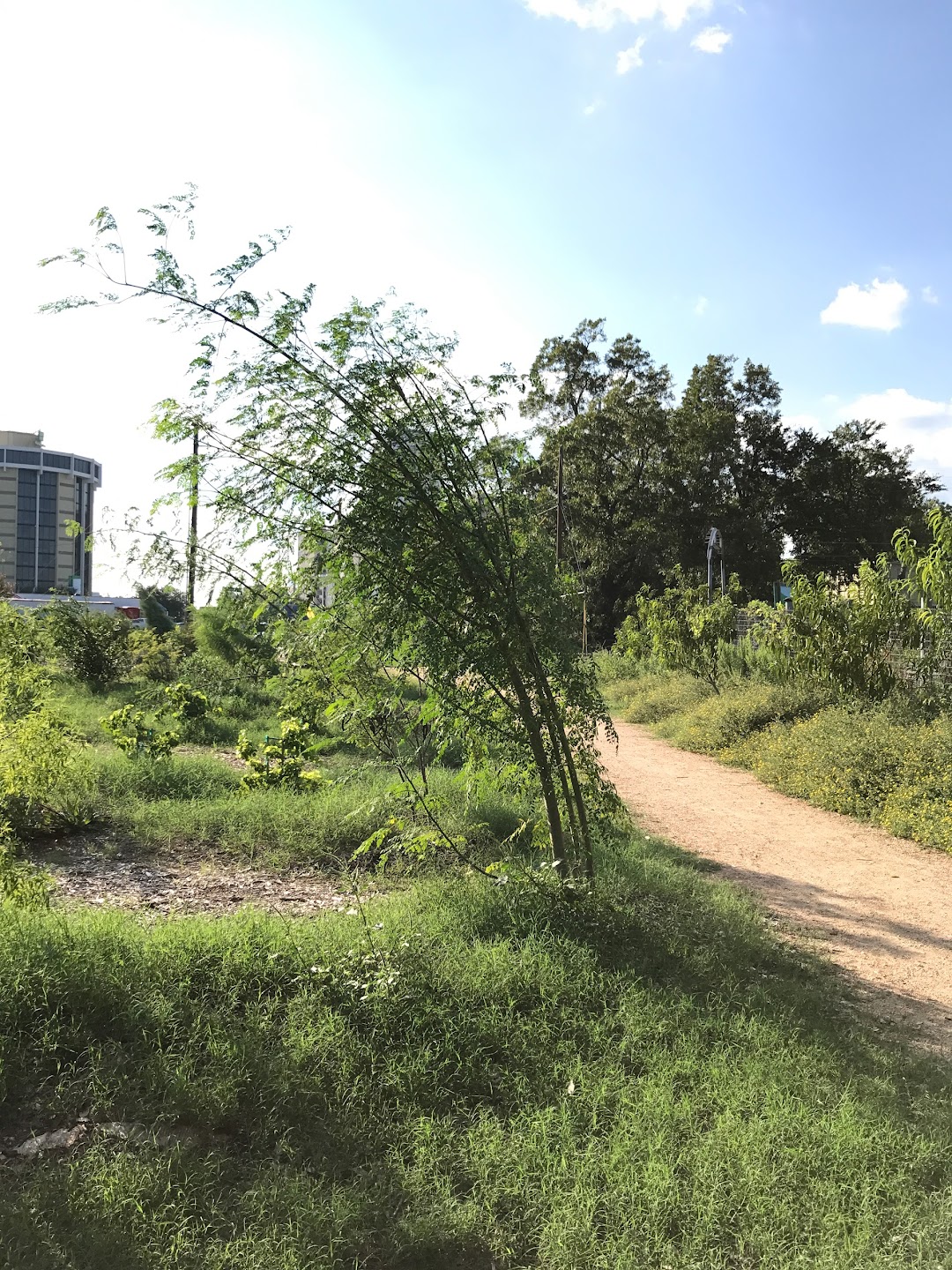 Festival Beach Food Forest